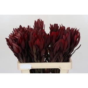 Leucadendron Saf Sunset Dark Red