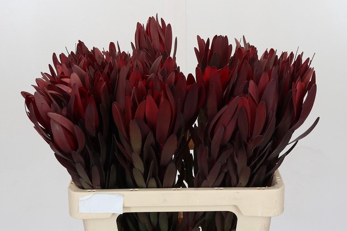 <h4>Leucadendron Saf Sunset Dark Red</h4>
