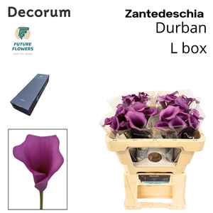 ZANT DURBAN LARGE BOX 50 CM