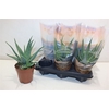 arr8 Aloe Arborescens