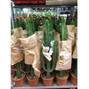 Euphorbia overig