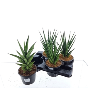 SANSEV CYLINDRICA OV