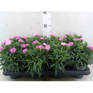 Dianthus car. 'Peman Fancy Lilac'