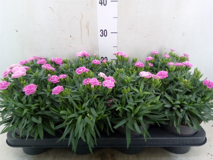 <h4>Dianthus car. 'Peman Fancy Lilac'</h4>