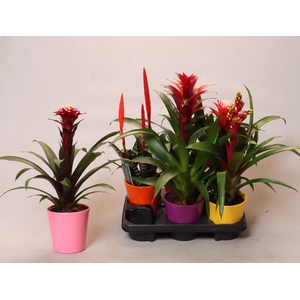 BROMELIA GEM