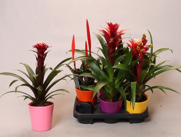 <h4>BROMELIA GEM</h4>