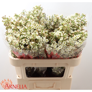Chamelaucium Dawn Pearl