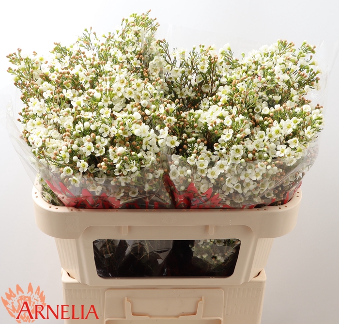 <h4>Chamelaucium 'dawn Pearl'</h4>