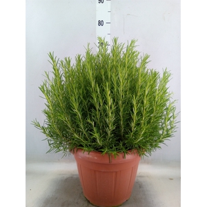 Rosmarinus officinalis   ...