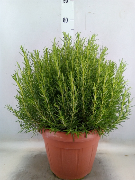 <h4>Rosmarinus officinalis   ...</h4>