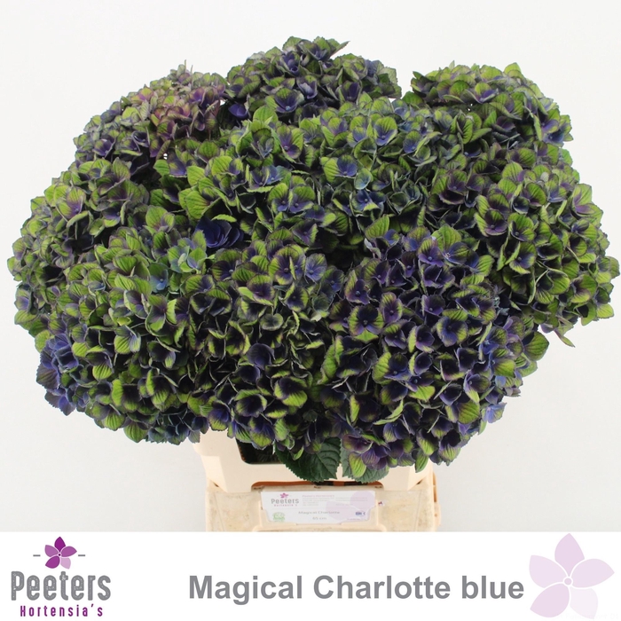 <h4>HYDR M MAG CHARL BL</h4>