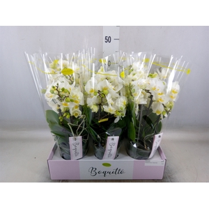 Phalaenopsis multi.   ...