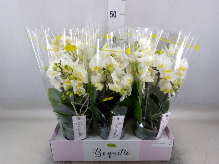 <h4>Phalaenopsis multi.   ...</h4>