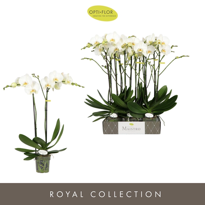 <h4>Phalaenopsis   ...white</h4>