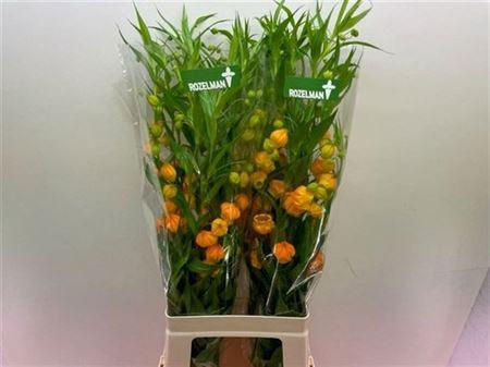 <h4>Sandersonia</h4>