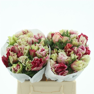 Anem Mistral Tigre Super