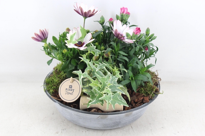 <h4>arr4 Outdoor PL - Zink antiek schaal Los V2</h4>