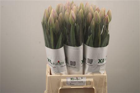 <h4>Tu Fr En Nuvola</h4>