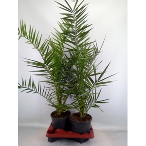 Phoenix canariensis