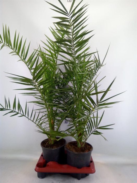 <h4>Phoenix canariensis</h4>