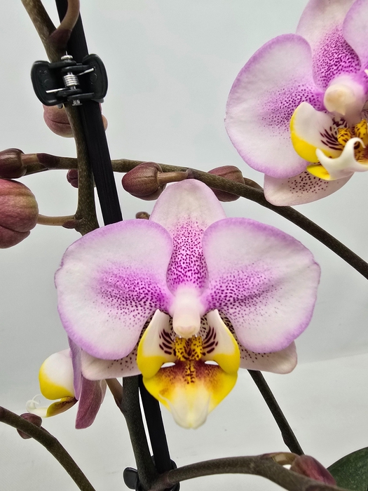 <h4>Limited 01 week 17</h4>