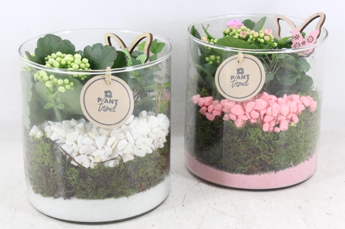 <h4>arr2 PL - Glas cilin. 15x15 - roze/wit</h4>