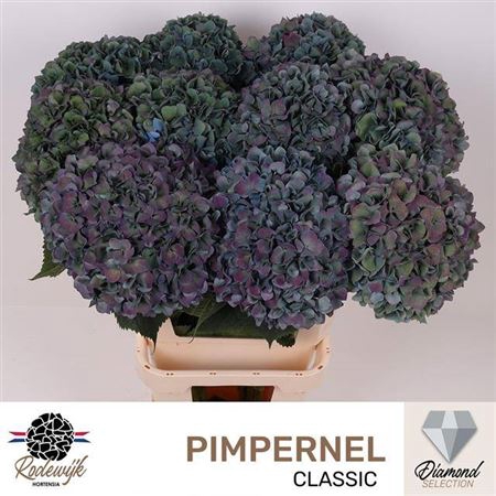 <h4>Hydr M Ch Pimpernel Cl</h4>