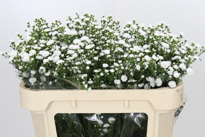 <h4>Aster White Gypsy</h4>