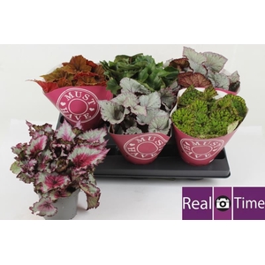 .Begonia blad beleaf gemengd