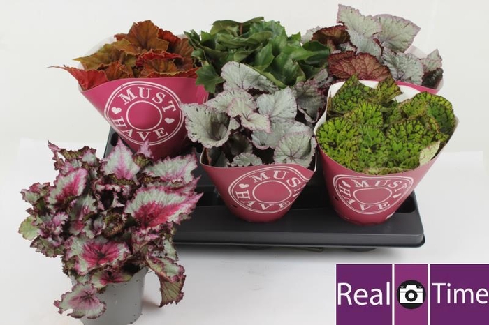 <h4>.Begonia blad beleaf gemengd</h4>