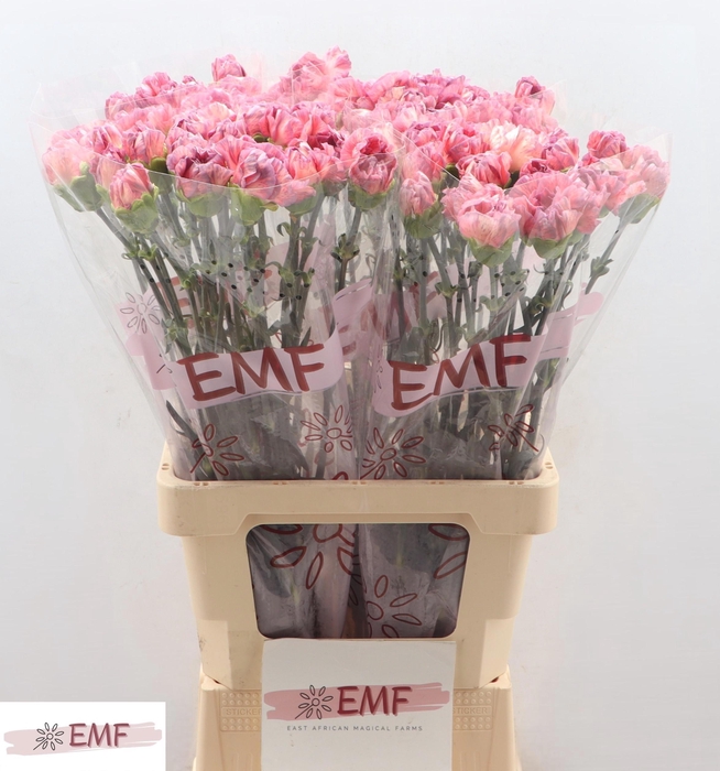 <h4>DI ST OCASO+</h4>