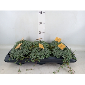 Pilea glaucophylla 'Greyzy'