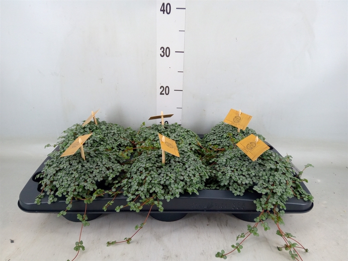 <h4>Pilea glaucophylla 'Greyzy'</h4>
