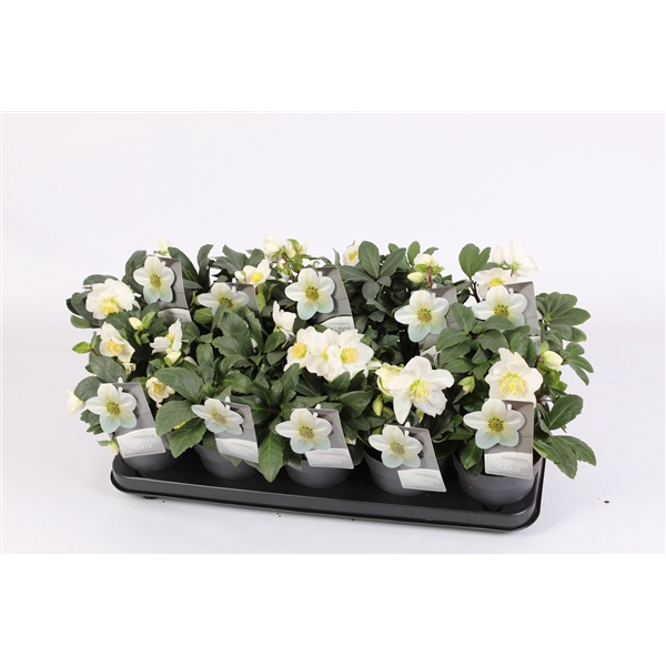 <h4>Helleborus n. Christmas carol zwaar XXL met luxe etiket.</h4>