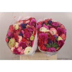 Anemone Levante Mixed In Bunch