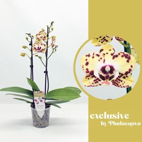 <h4>Daisy 2-tak 50 (GROEN)</h4>