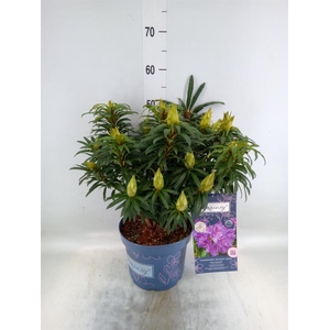 Rhododendron   ...