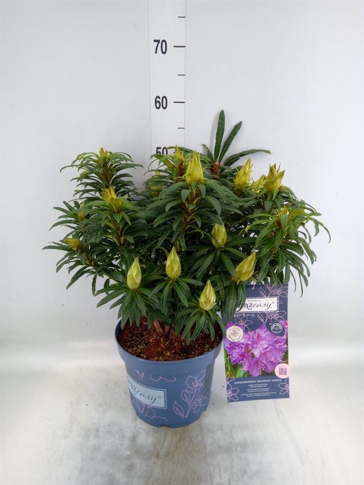 <h4>Rhododendron   ...</h4>