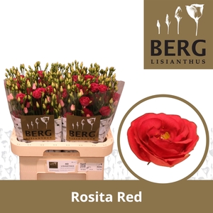 Lisianthus Rosita Red