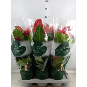 Anthurium andr. 'Melodia'