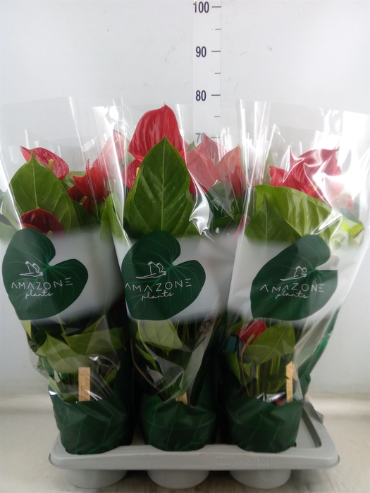 <h4>Anthurium andr. 'Melodia'</h4>