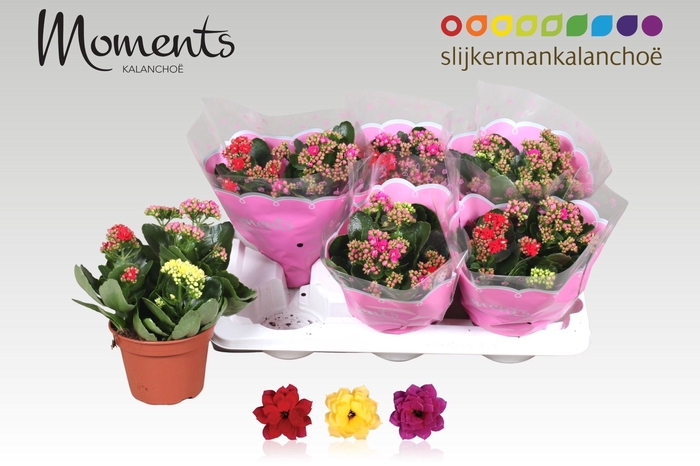 <h4>KAL GE GEM I POT</h4>