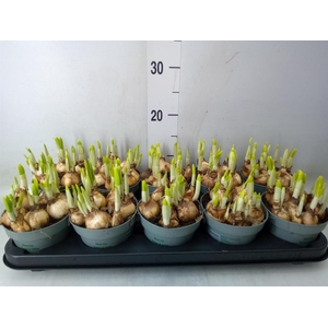 Narcissus  'Tete a tete'