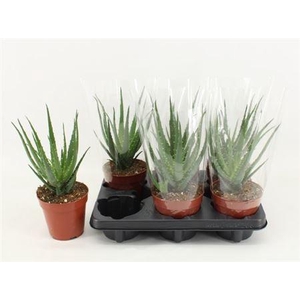 Aloe Arborescens