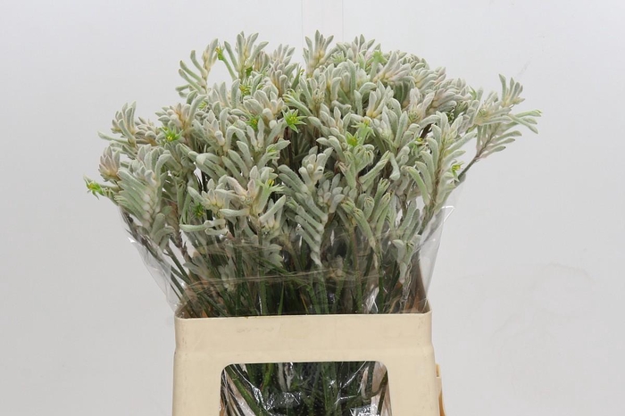 <h4>Anigozanthos Bush Diamond</h4>