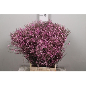 Genista Pink (400gr)