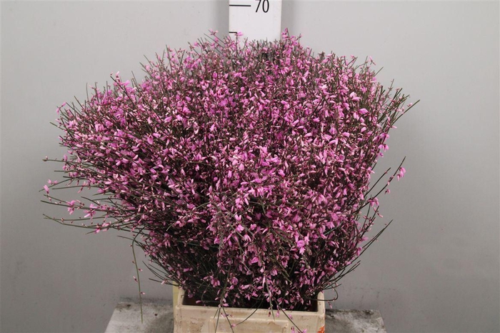 <h4>Genista Pink (400gr)</h4>