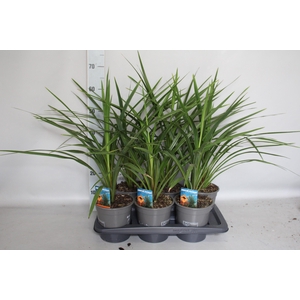 Cordyline australis Green Spire