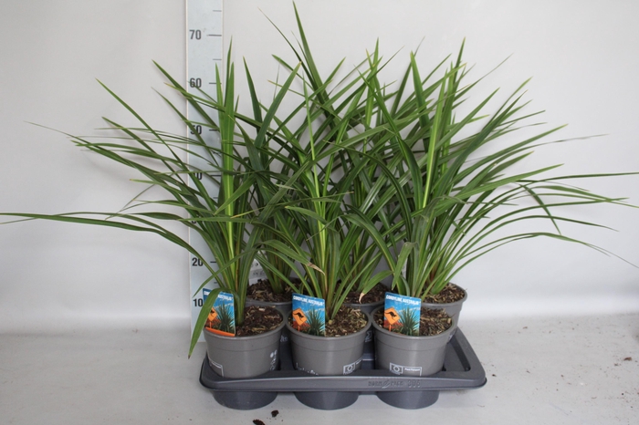 <h4>Cordyline australis Green Spire</h4>