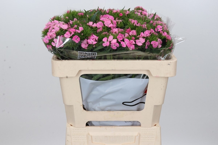 <h4>DI BA ALDO PINK</h4>